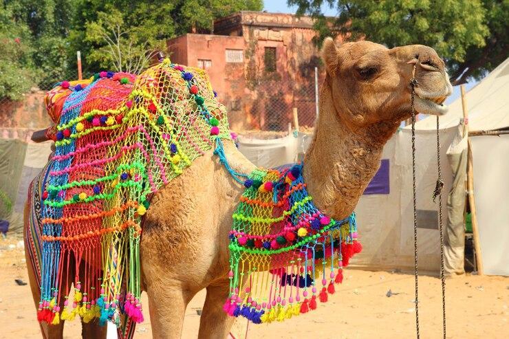 decorated-camel-during camel safari in bikaner