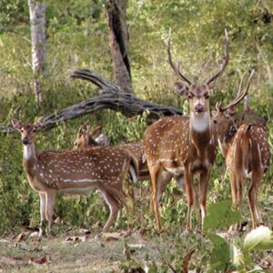 Gajner Wildlife Sanctuary