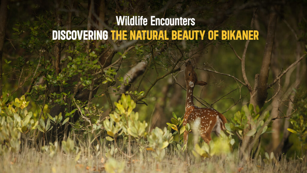 Wildlife Encounters: Discovering the Natural Beauty in rajasthan