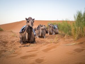 Group of camels sitting on the sand in the Sahara desert surrounded by gesert in bikaner