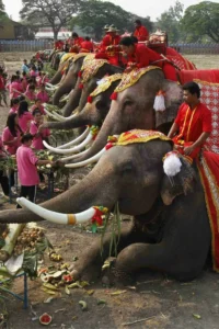 Elephant Festival