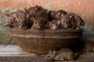 Karni-Mata-Temple-The rat temple