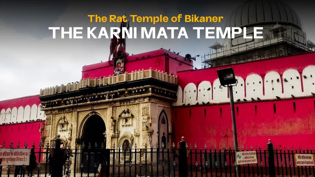 The Rat Temple of Bikaner: Karni Mata Mandir