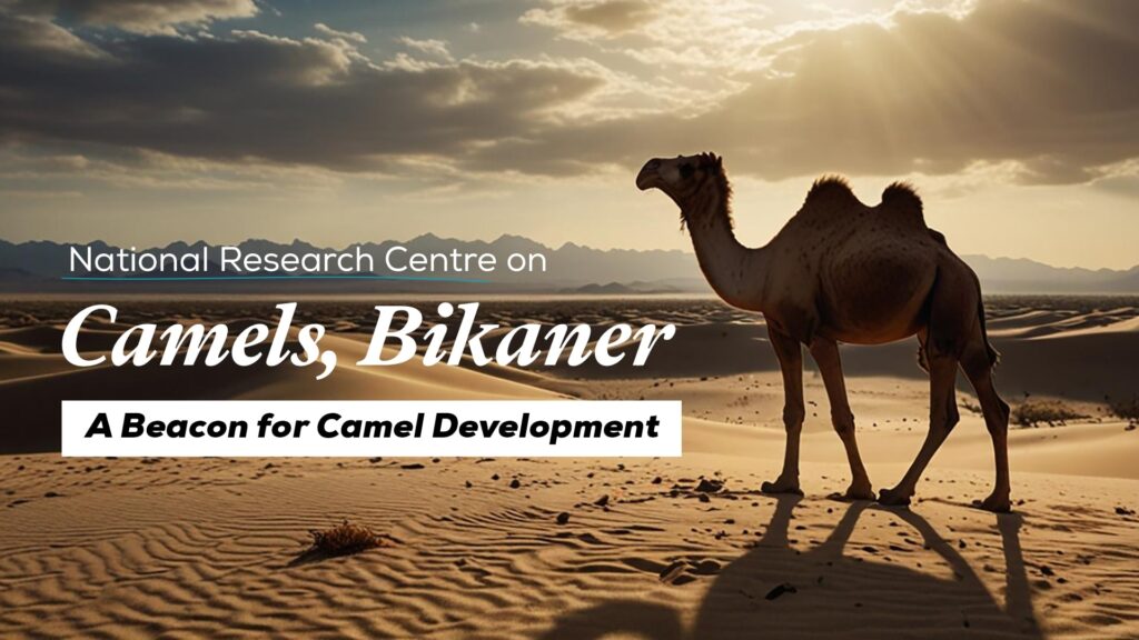 National Research Centre on Camels